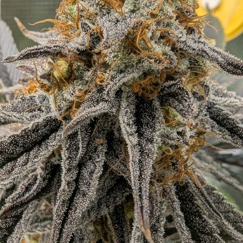 Purple Panty Dropper growlog timeline photo