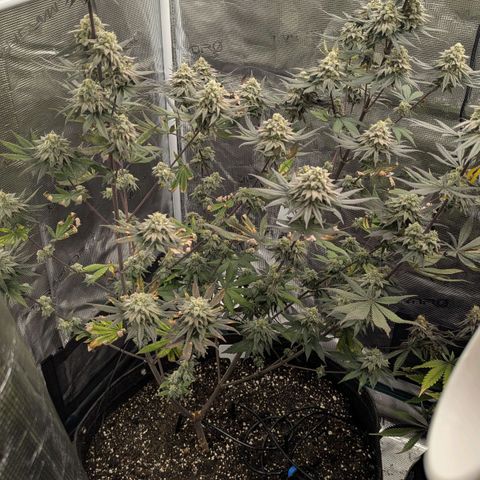 Four Peaks growlog timeline photo