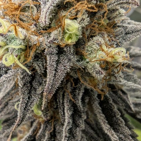 Purple Panty Dropper growlog timeline photo