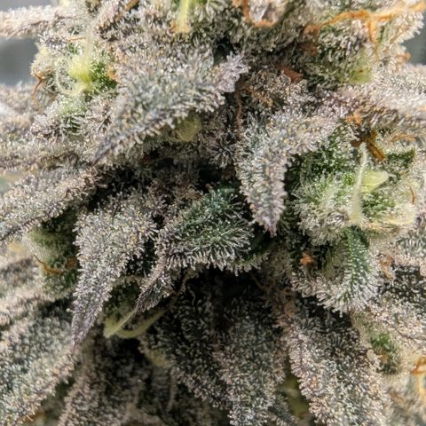 Four Peaks growlog timeline photo