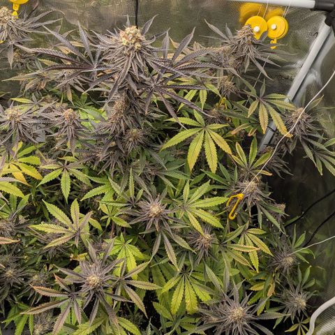 Purple Panty Dropper growlog timeline photo