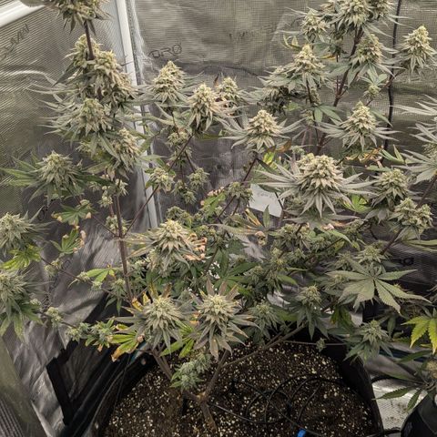Four Peaks growlog timeline photo
