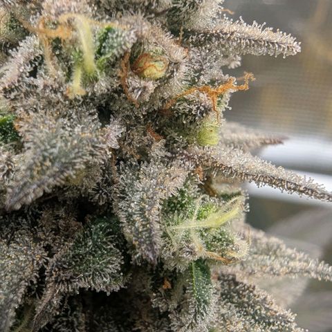 Four Peaks growlog timeline photo