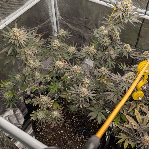 Four Peaks growlog timeline photo