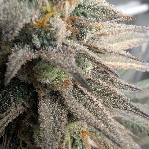 Four Peaks growlog timeline photo