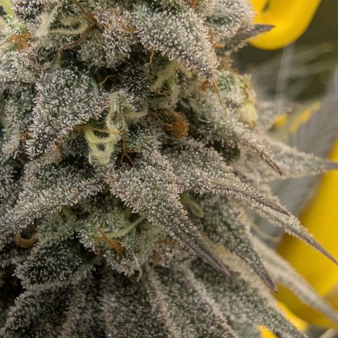 Four Peaks growlog timeline photo