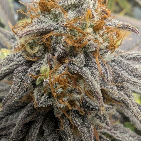 Purple Panty Dropper growlog timeline photo