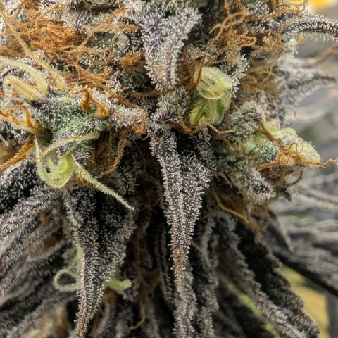 Purple Panty Dropper growlog timeline photo