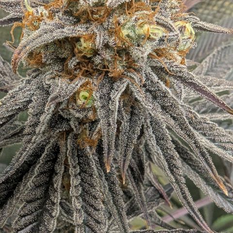 Purple Panty Dropper growlog timeline photo