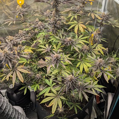 Purple Panty Dropper growlog timeline photo