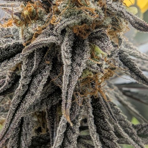 Purple Panty Dropper growlog timeline photo