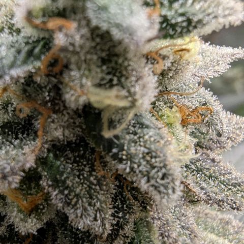 Four Peaks growlog timeline photo