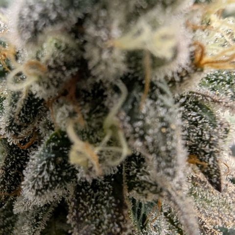 Four Peaks growlog timeline photo