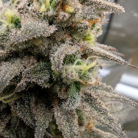 Four Peaks growlog timeline photo