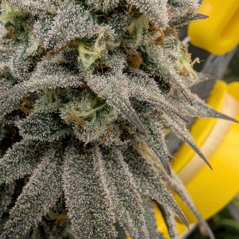 Four Peaks growlog timeline photo