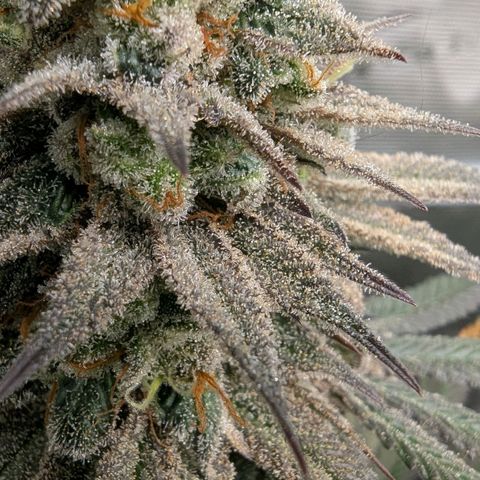 Four Peaks growlog timeline photo