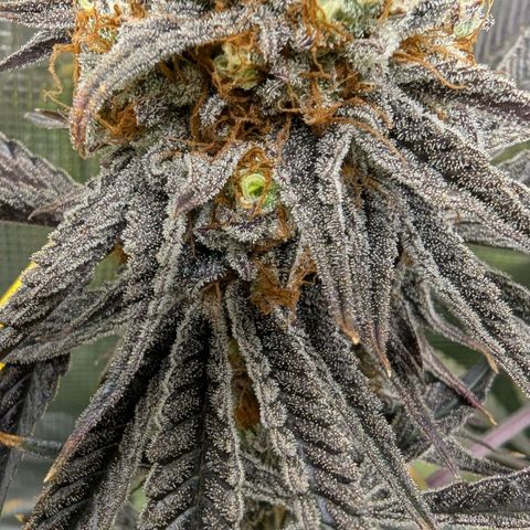 Purple Panty Dropper growlog timeline photo