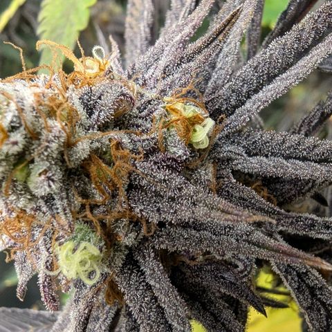 Purple Panty Dropper growlog timeline photo