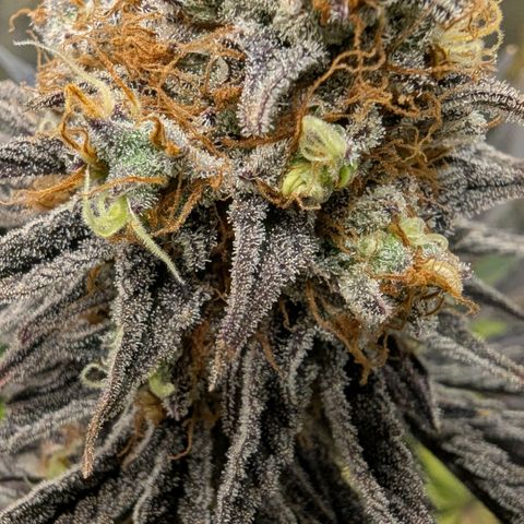 Purple Panty Dropper growlog timeline photo