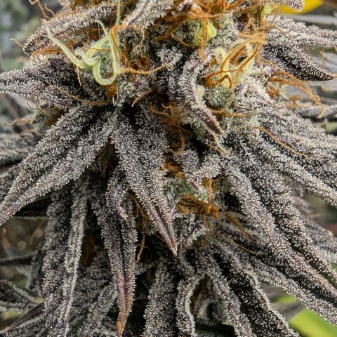 Purple Panty Dropper growlog timeline photo