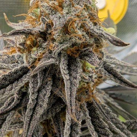Purple Panty Dropper growlog timeline photo