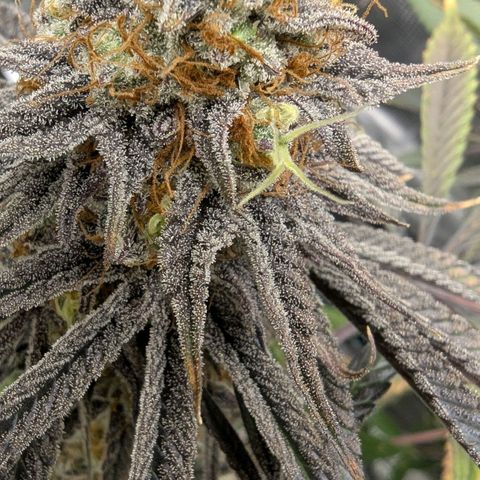 Purple Panty Dropper growlog timeline photo