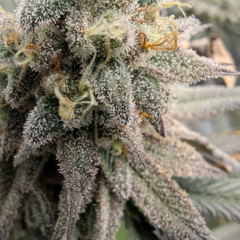 Four Peaks growlog timeline photo