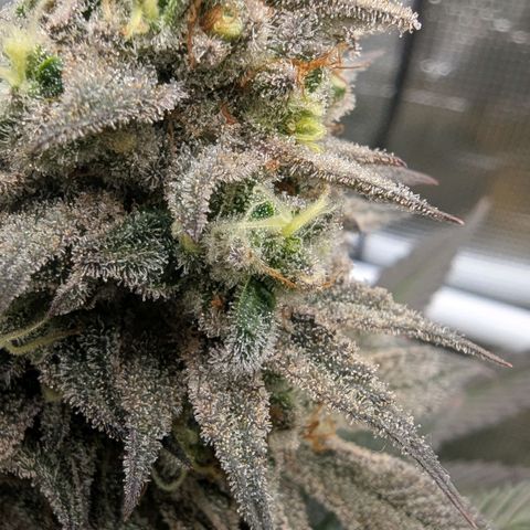 Four Peaks growlog timeline photo
