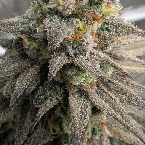 Four Peaks growlog timeline photo