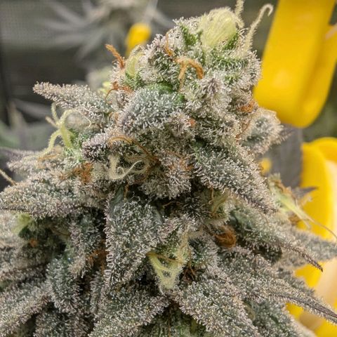 Four Peaks growlog timeline photo