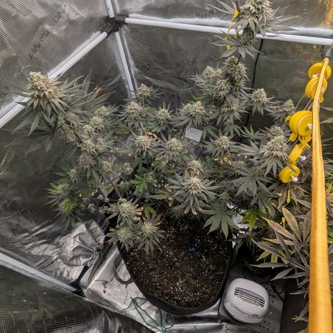 Four Peaks growlog timeline photo