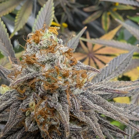 Purple Panty Dropper growlog timeline photo