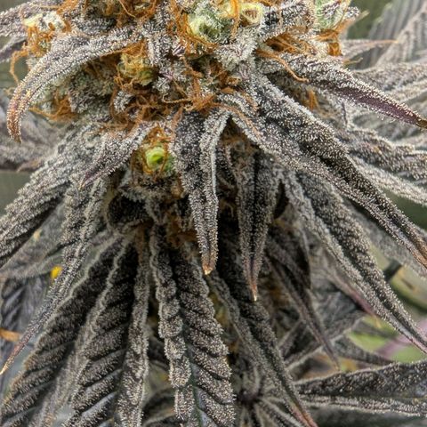Purple Panty Dropper growlog timeline photo