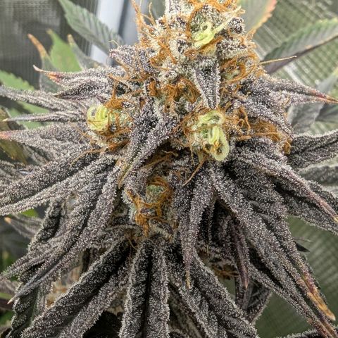 Purple Panty Dropper growlog timeline photo