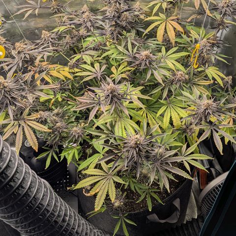 Purple Panty Dropper growlog timeline photo