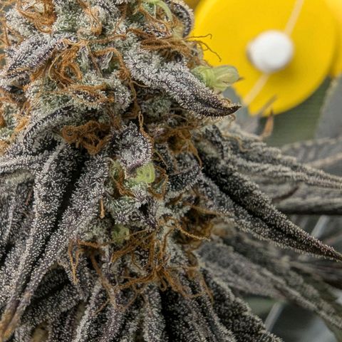 Purple Panty Dropper growlog timeline photo