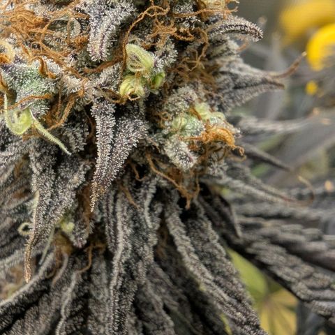 Purple Panty Dropper growlog timeline photo
