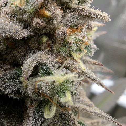 Four Peaks growlog timeline photo