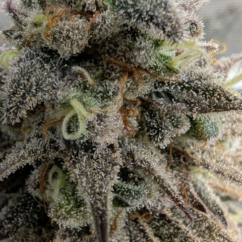 Four Peaks growlog timeline photo
