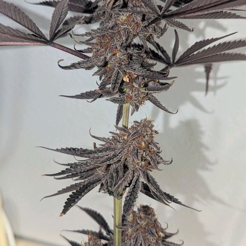 Purple Panty Dropper growlog timeline photo