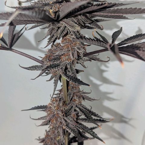 Purple Panty Dropper growlog timeline photo