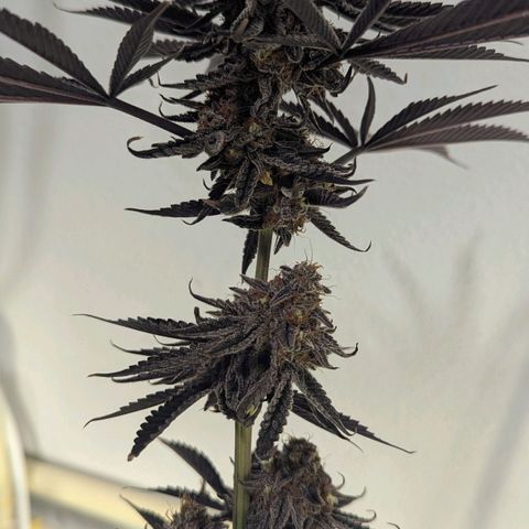 Purple Panty Dropper growlog timeline photo