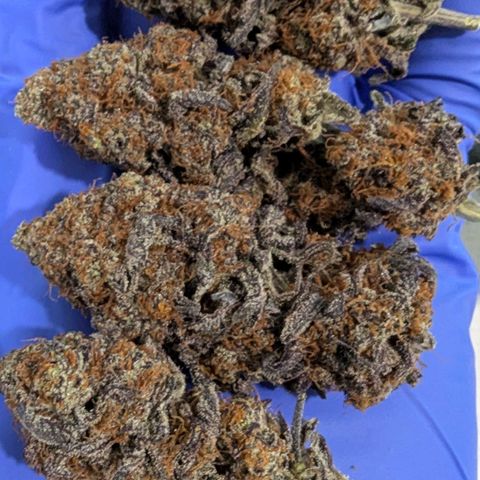 Purple Panty Dropper growlog timeline photo