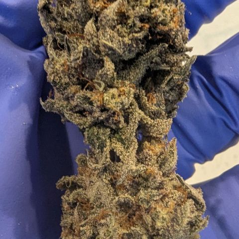 Four Peaks growlog timeline photo