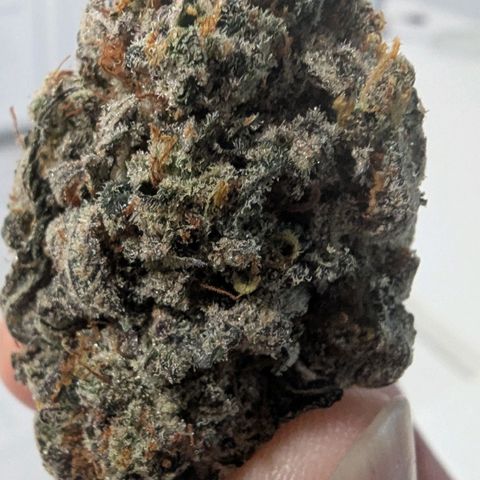 Four Peaks growlog photo: Cure done!
