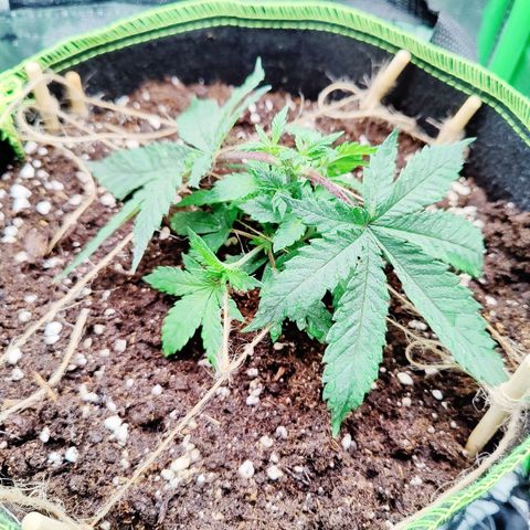 JonesIndica growlog timeline photo