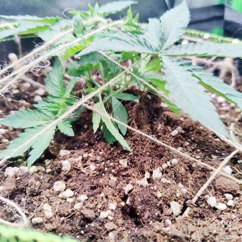 JonesIndica growlog photo: Starkrunter Gebunden, überprüft und ausgebessert zu gestern. 