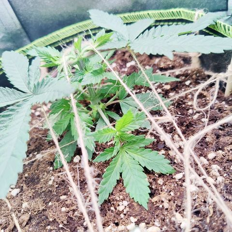 JonesIndica growlog photo: Starkrunter Gebunden, überprüft und ausgebessert zu gestern. 