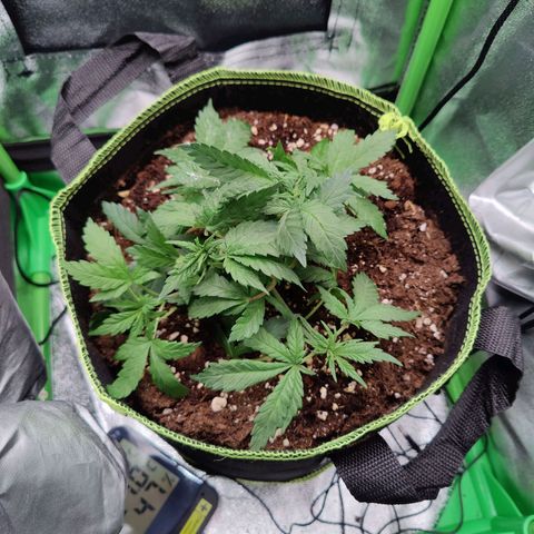 JonesIndica growlog timeline photo