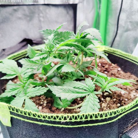 JonesIndica growlog timeline photo